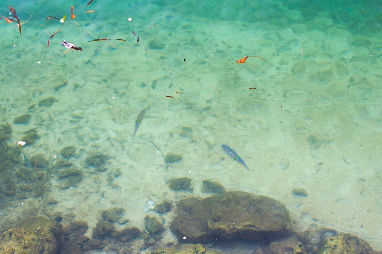 久しぶりのパラオ