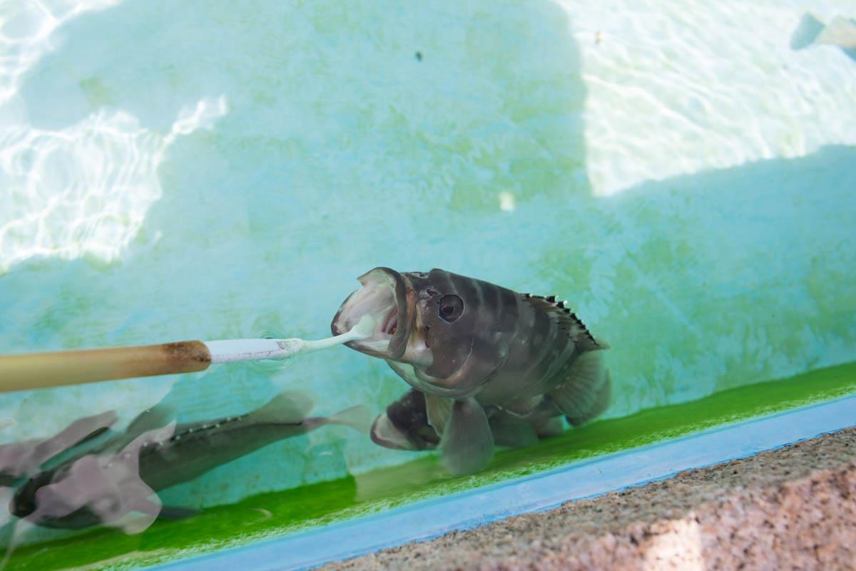 小笠原水産センター